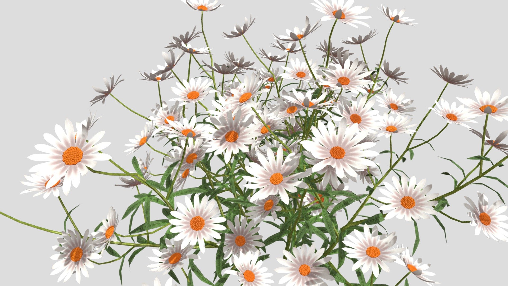 Chamomile Flower 3d model 3d model