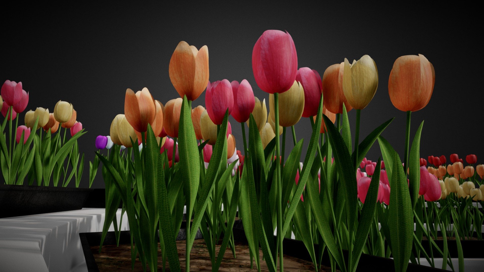 Tulips Collection 3d model