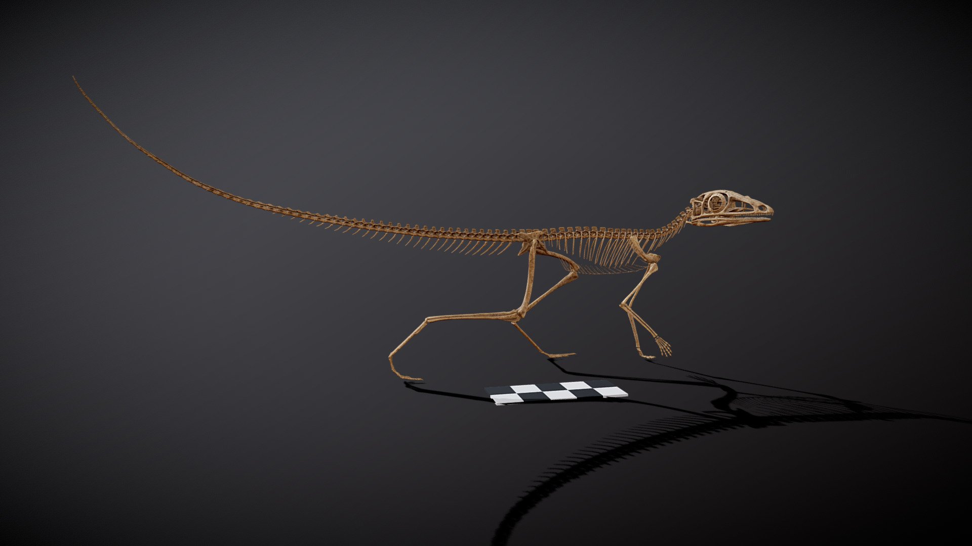 Scleromochlus taylori 3d model