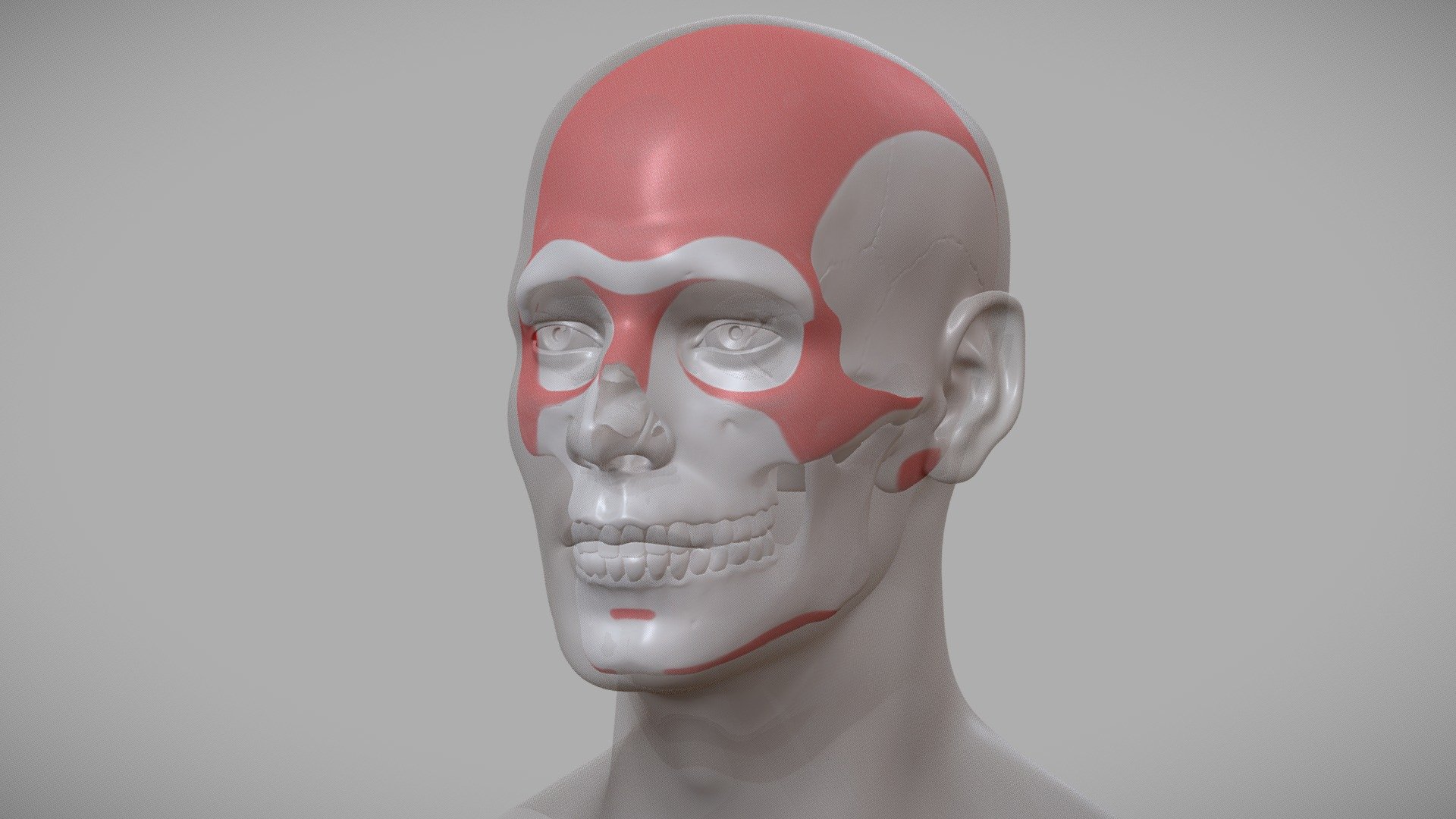 Bony Landmarks of the Head 3d model