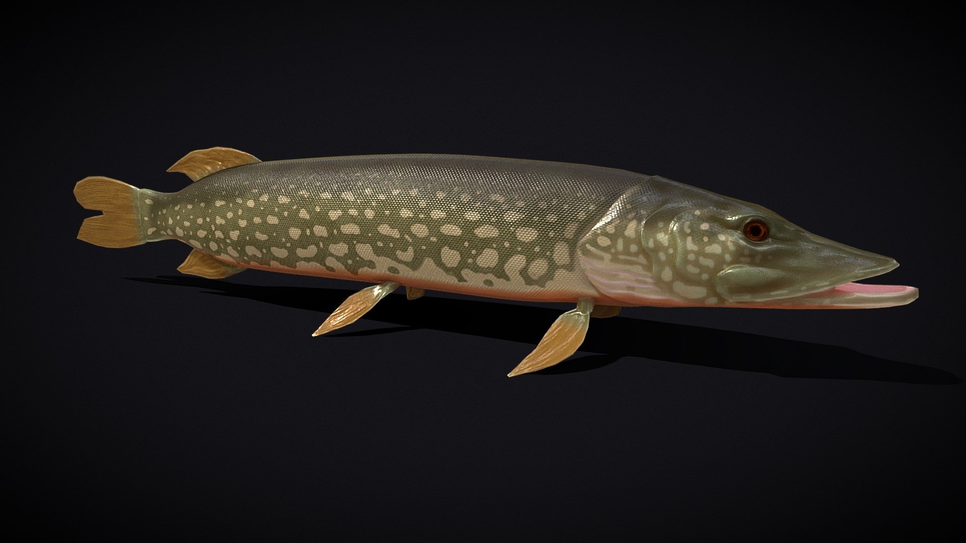 Northern Spotted Pike 3d model