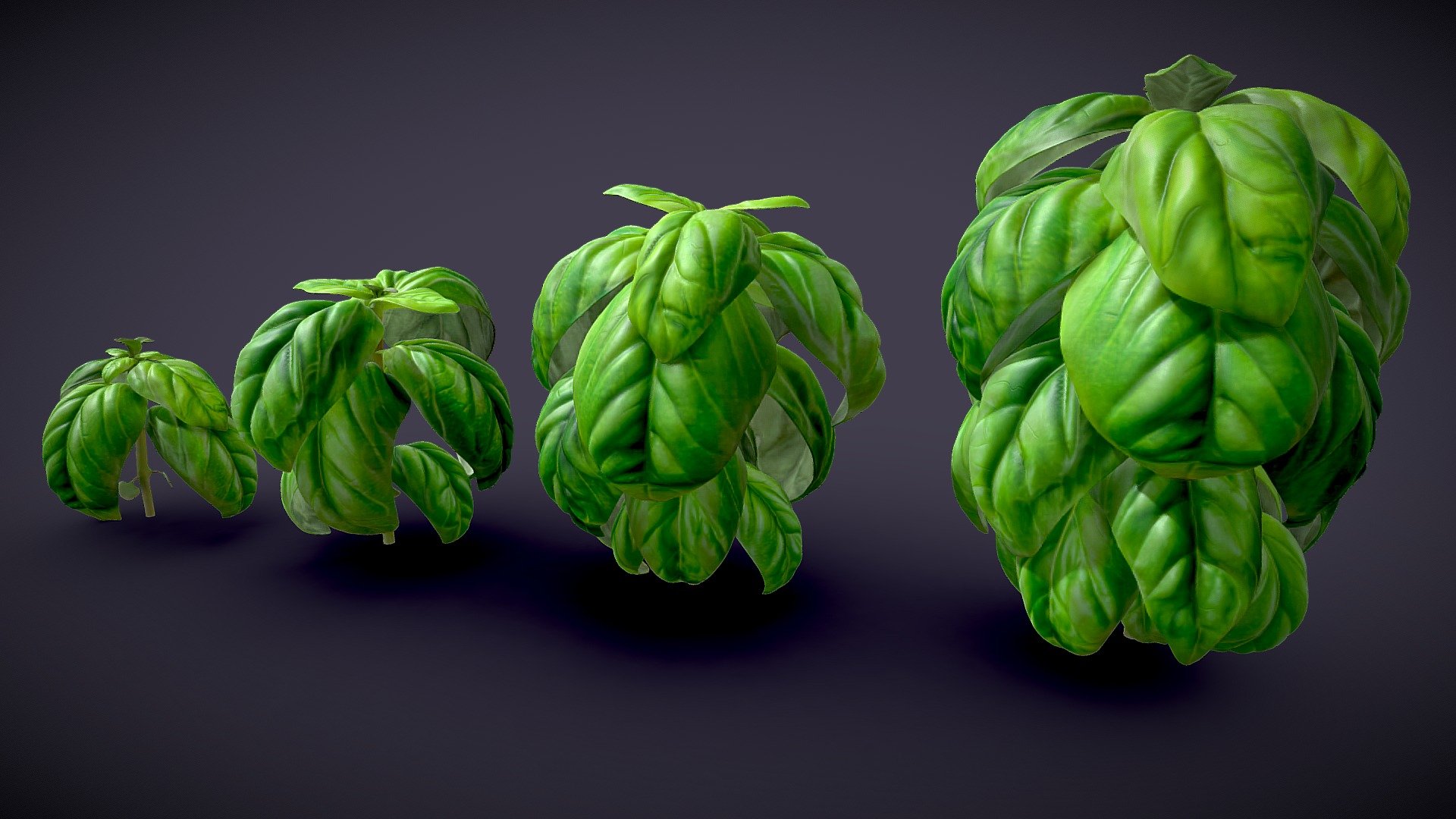 Basil_Herb 3d model