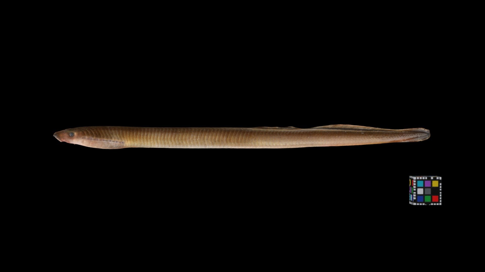 スナヤツメ 北方種 Lamprey, Lethenteron sp. "North" 3d model