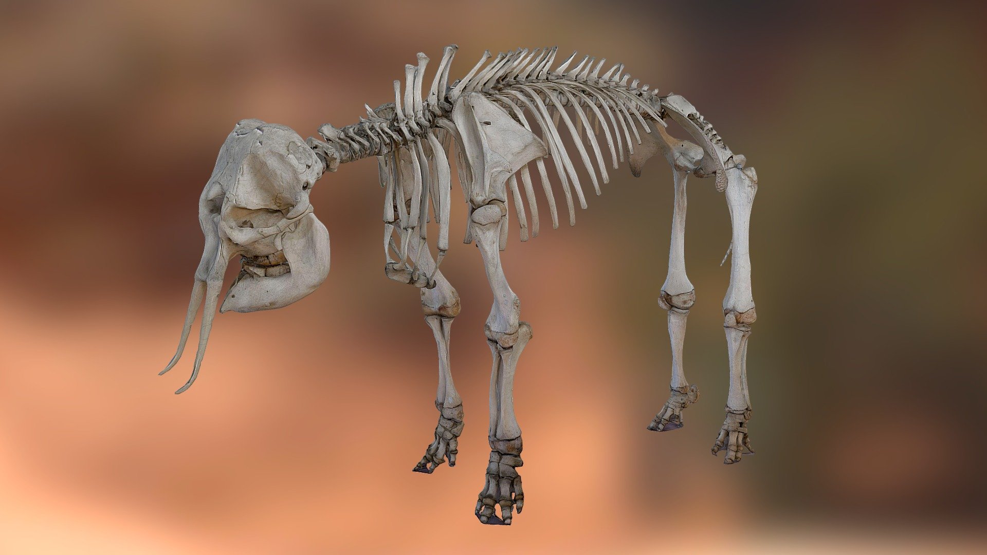 Elefante Asiatico (Elephas maximus) MUAA UDEA. 3d model