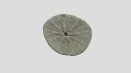 Sand Dollar, Sea Urchin Skeleton