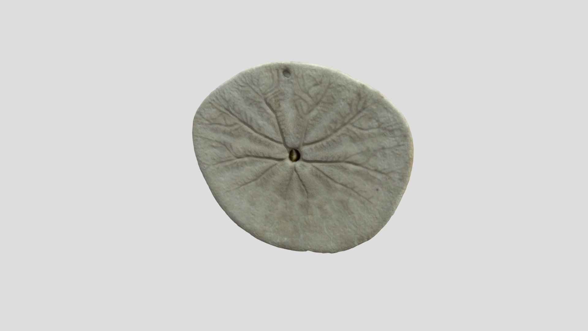 Sand Dollar, Sea Urchin Skeleton 3d model