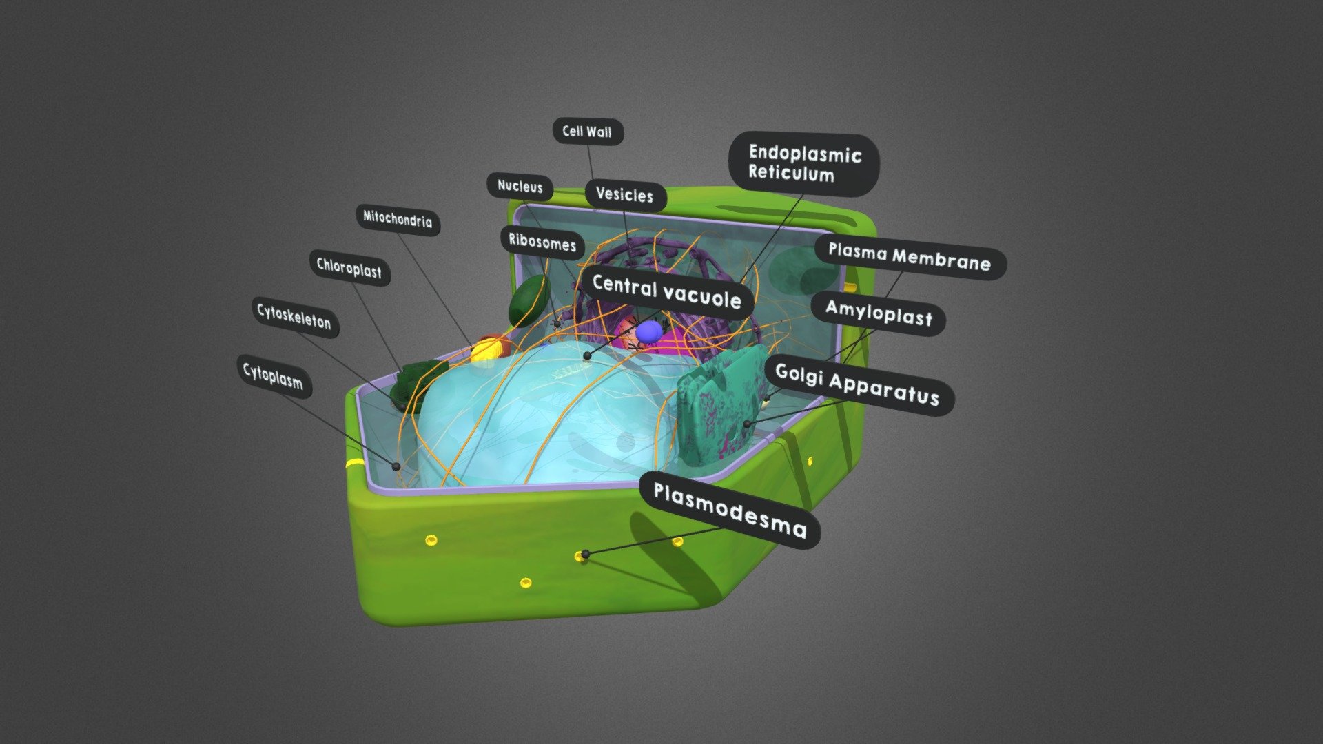 Plant cell 3d model