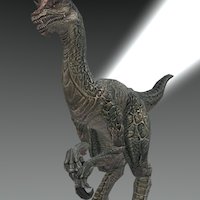 Velociraptor