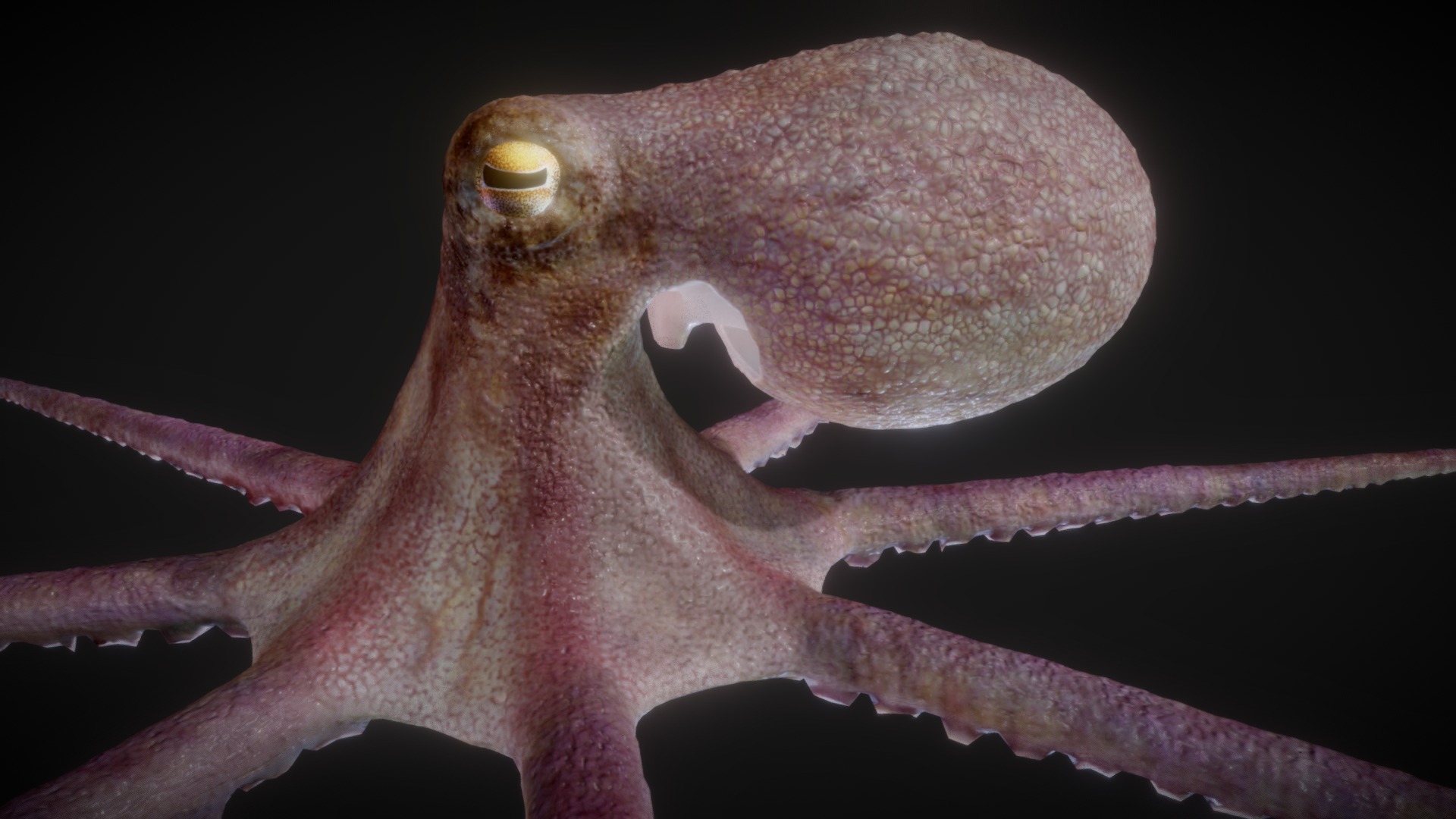 Common Octopus WIP 3d model