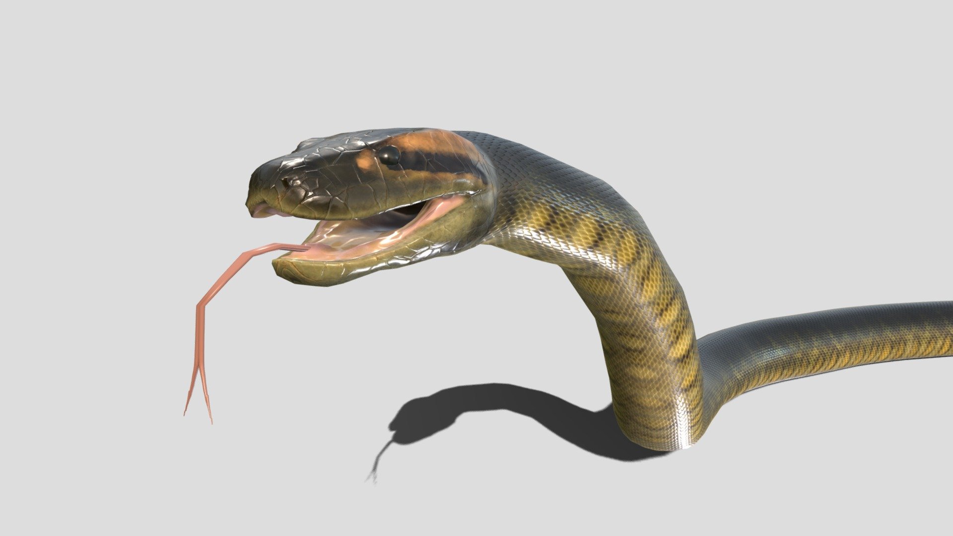 Anaconda 3d model