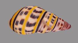 Amphidromus bernardfamyi