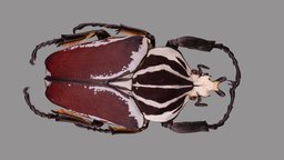 Goliathus goliatus