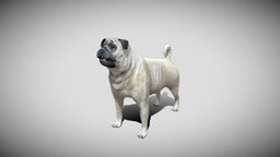 Pug