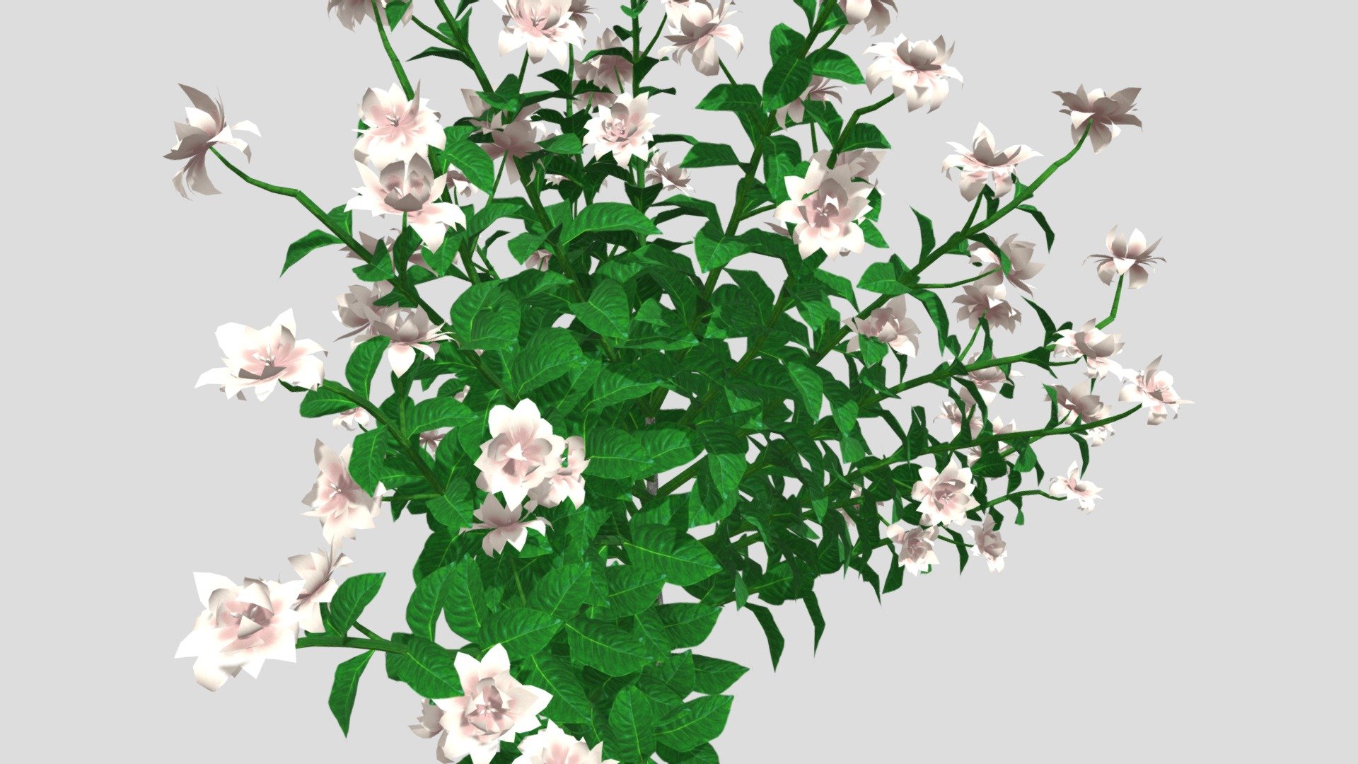 Gardenia Flower 3d Model 3d model