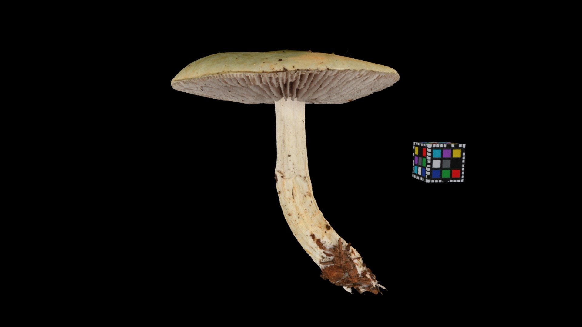 キノコ Mushroom (Unidentified yet) 3d model