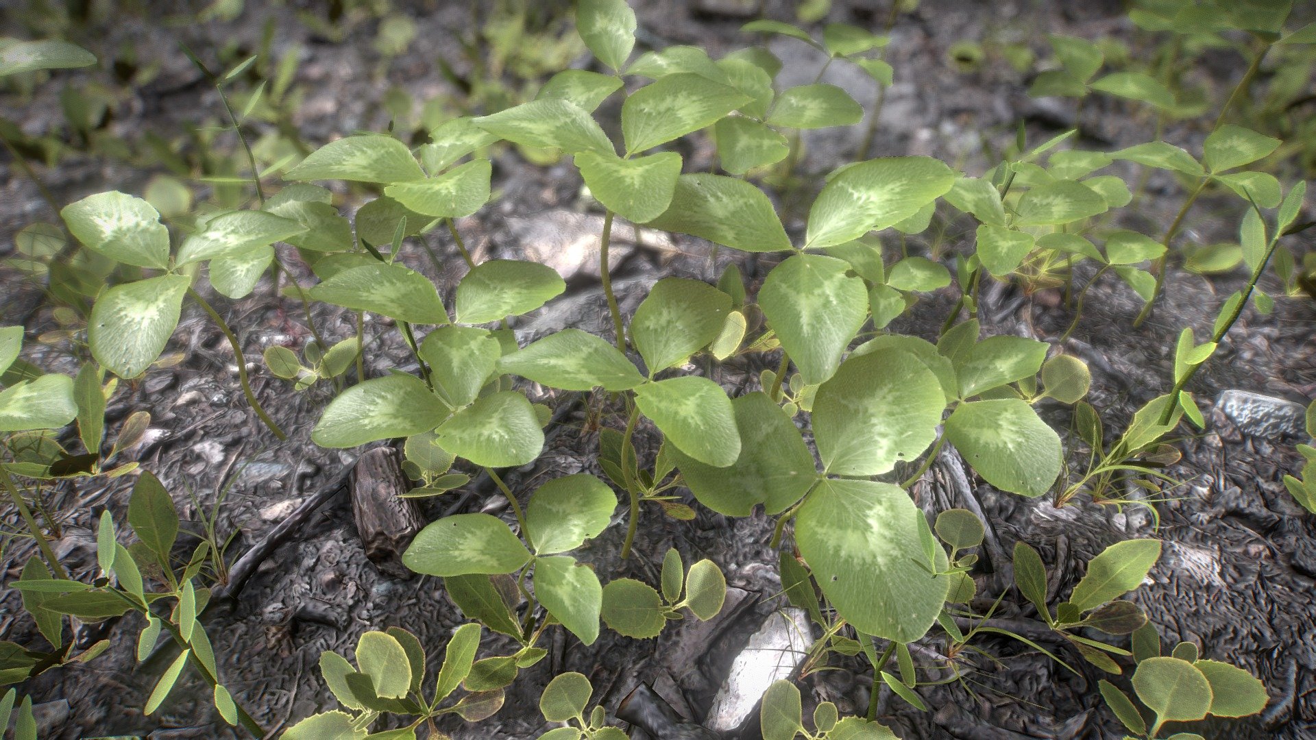 Clover Spring 3d model