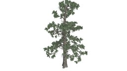 Eastern White Pine #03