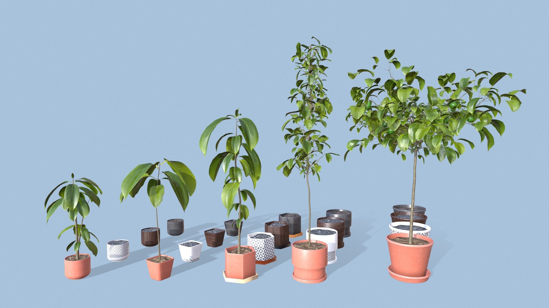 Collection of Avocado Trees 3d model