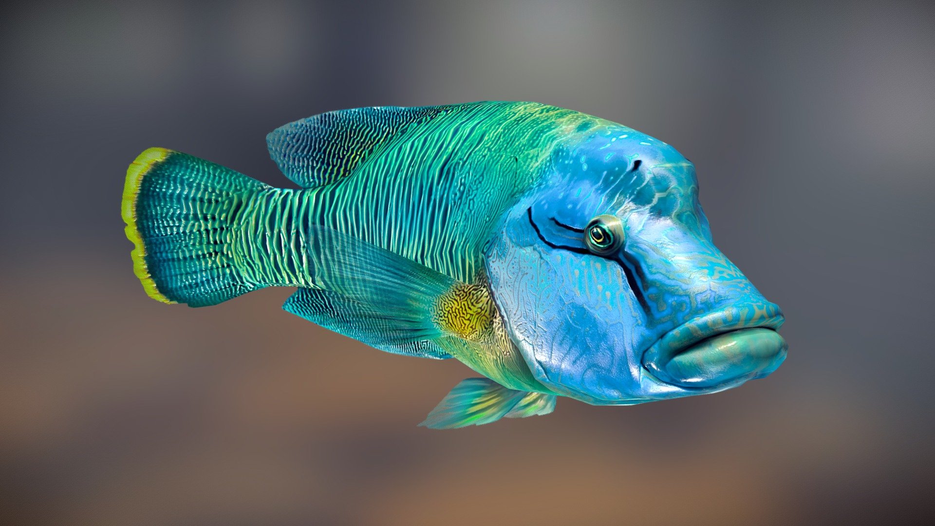 Humphead Wrasse low poly 3d model