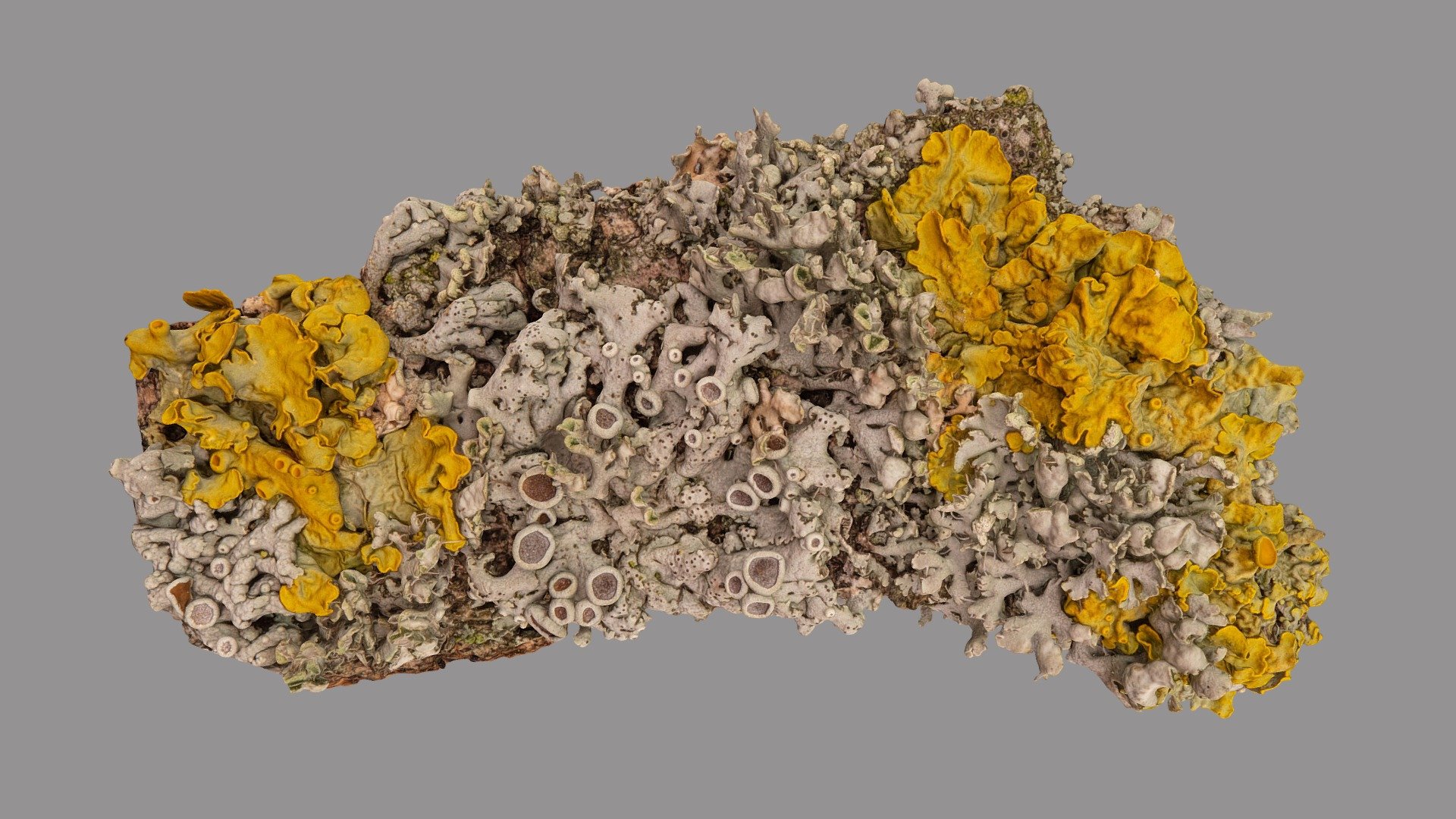 Physcia adscendens 3d model