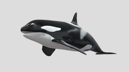 Killer_whale