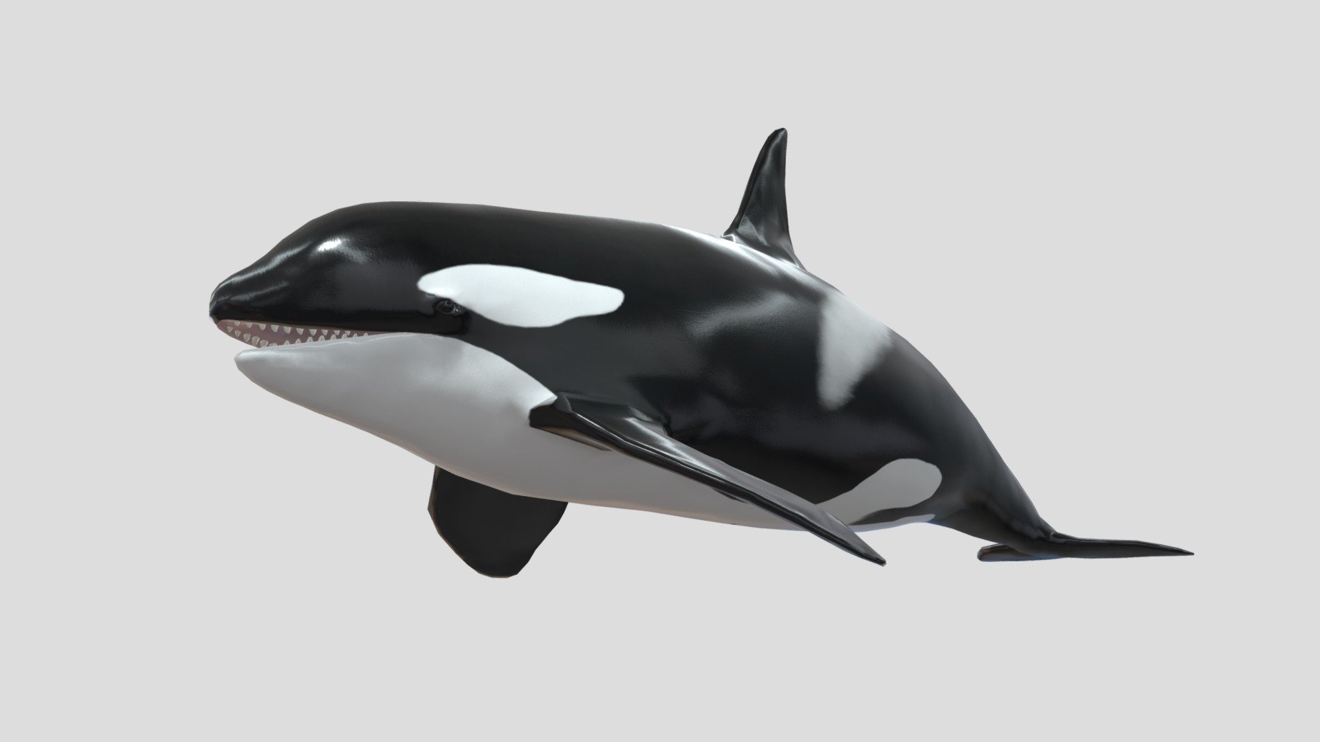 Killer_whale 3d model