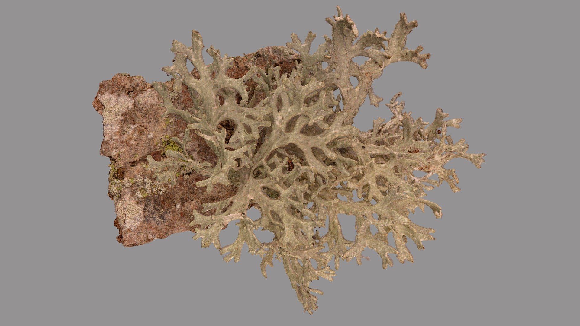 Evernia prunastri 3d model