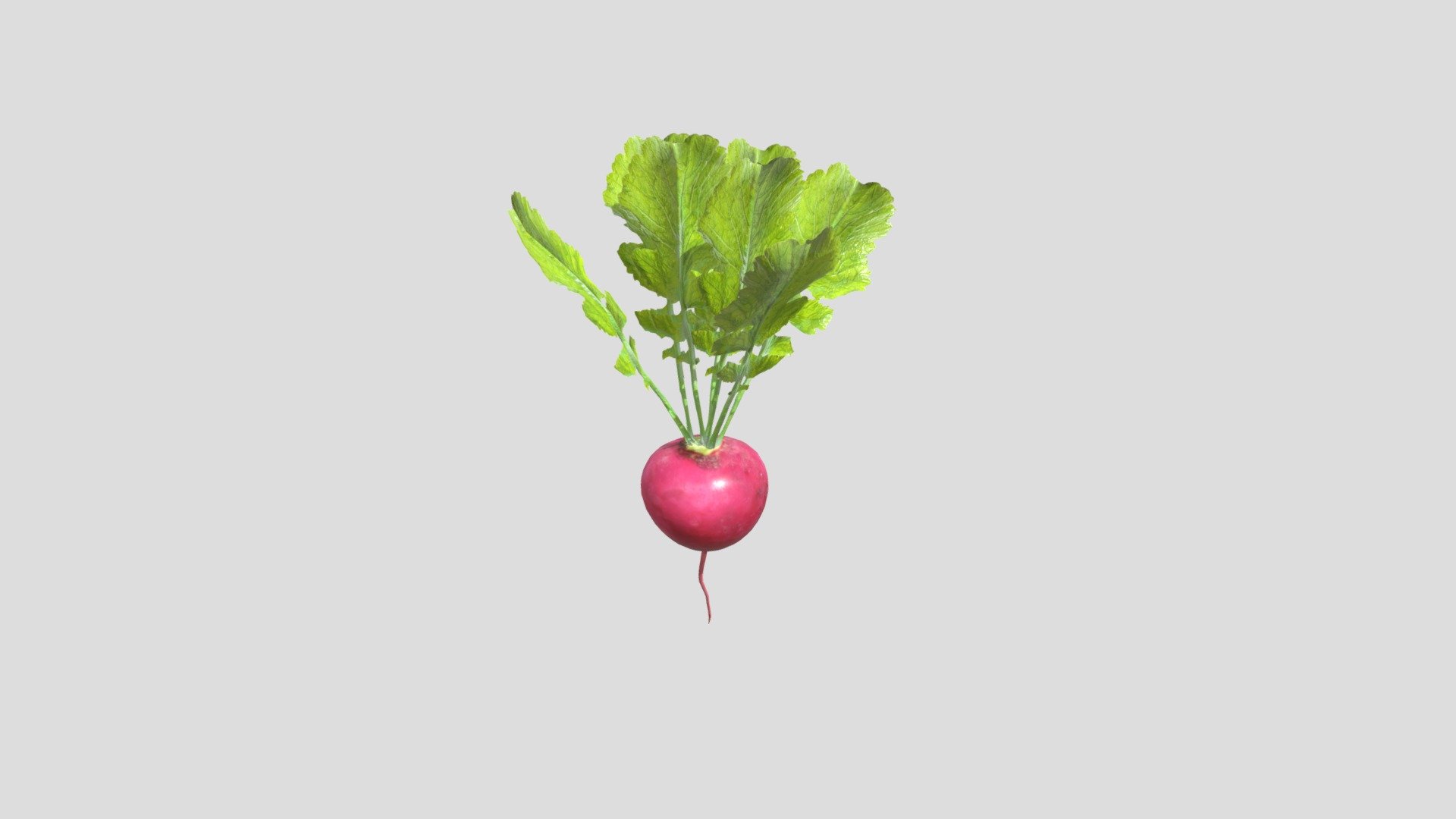 Radish 3d model