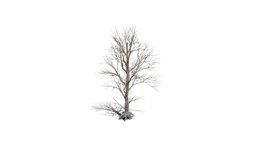 Realistic HD Black poplar (65/105)