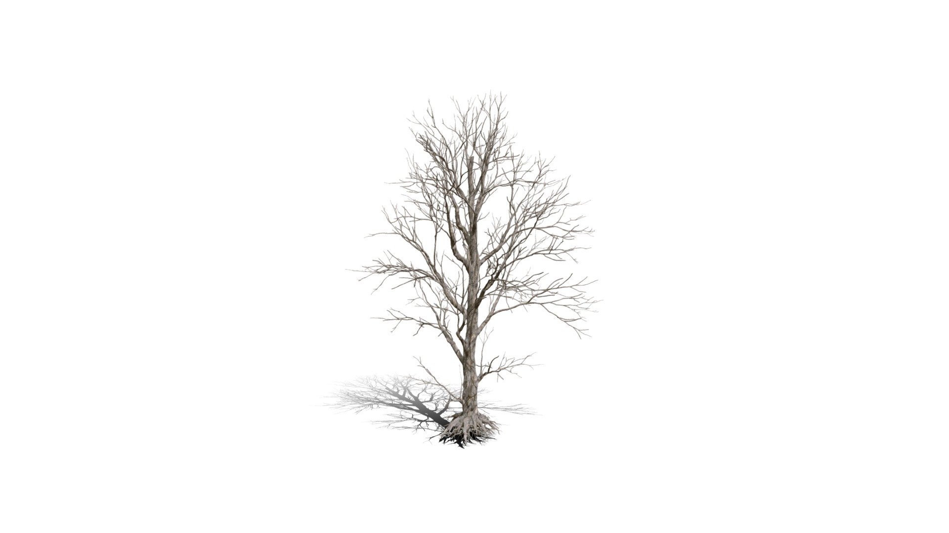 Realistic HD Black poplar (65/105) 3d model