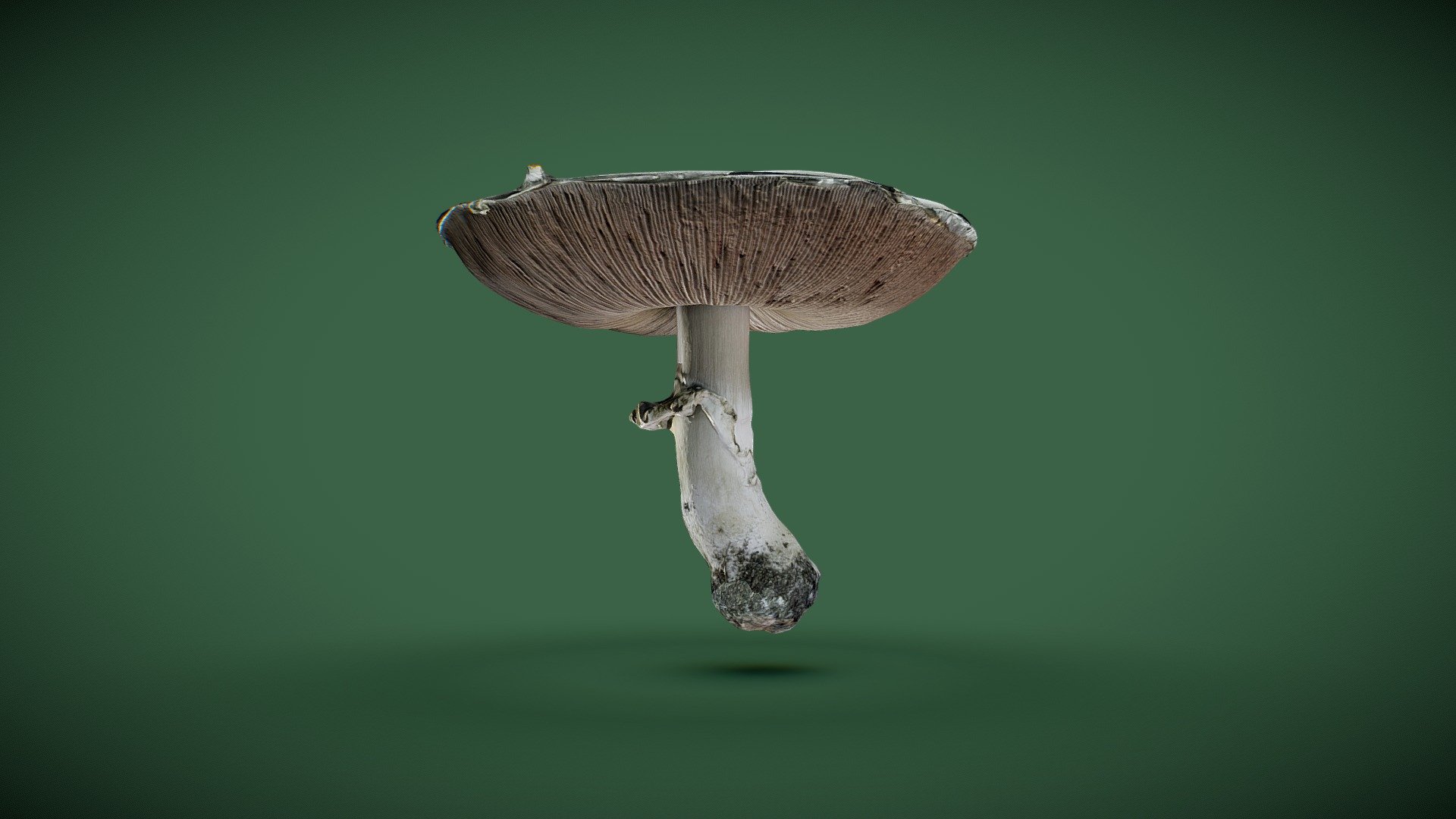 White mushroom 3d model