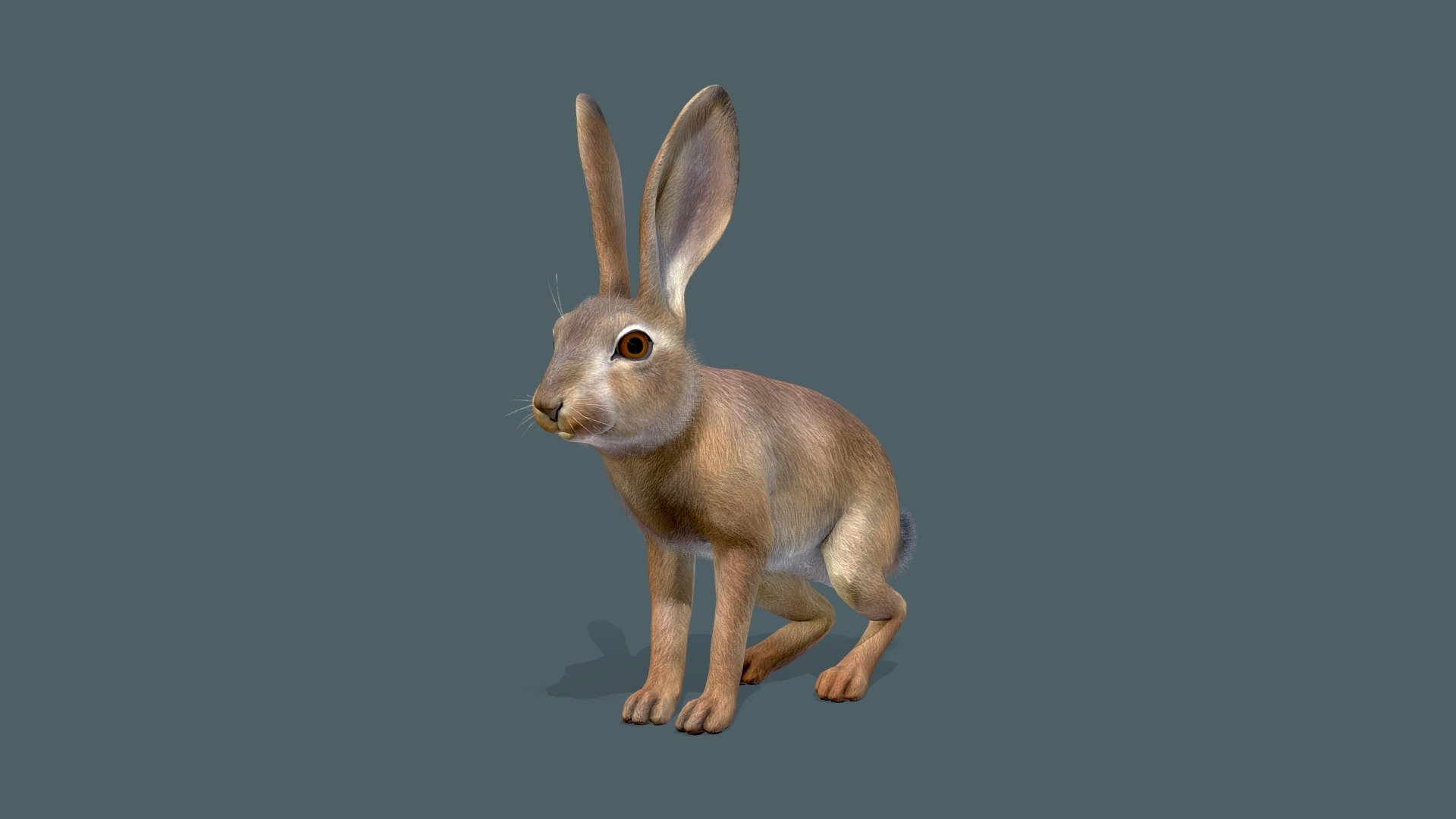 Hare 3d model