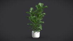 Potted Ficus Lyrata