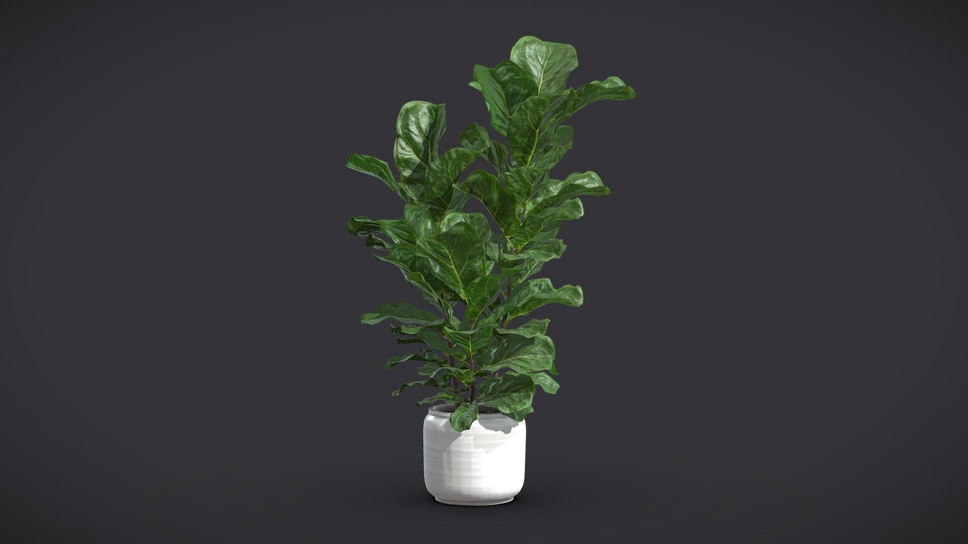 Potted Ficus Lyrata 3d model