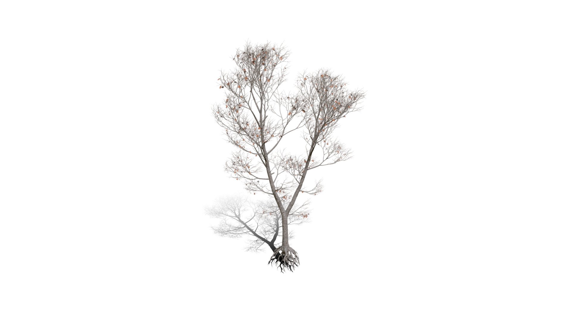 Realistic HD Northern red oak (75/138) 3d model