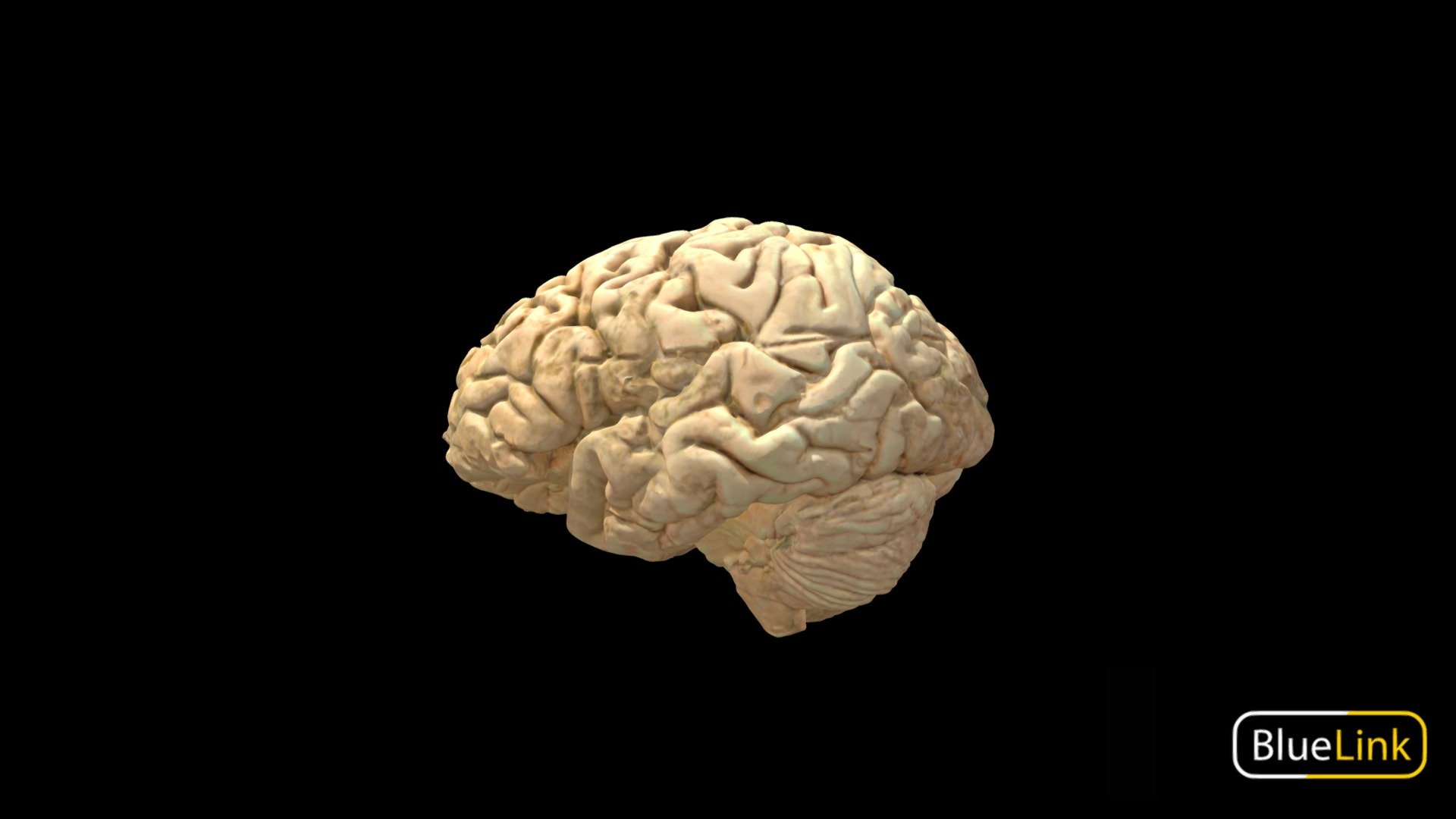 Brain 3d model