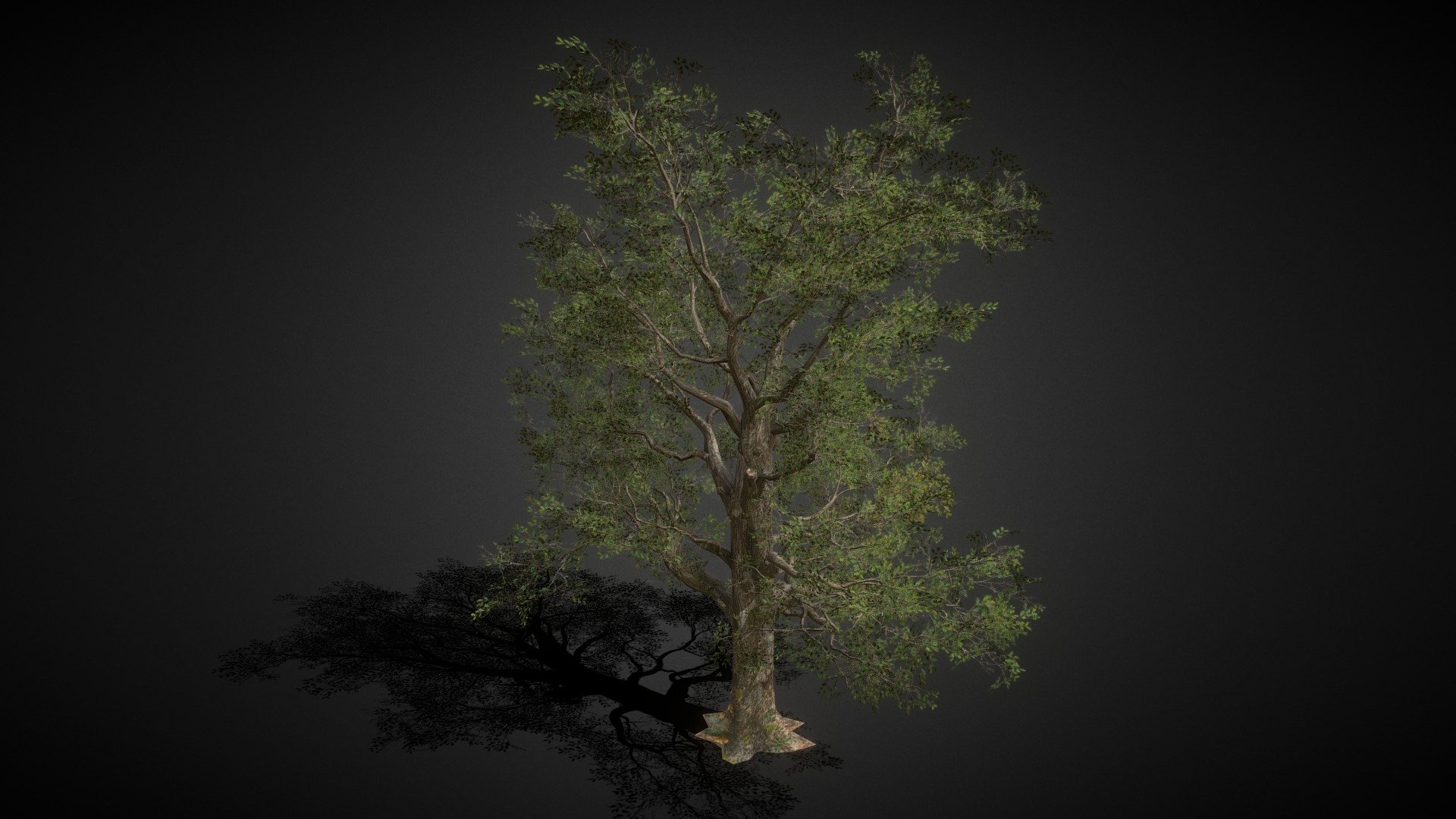 Big Tree 01 3d model