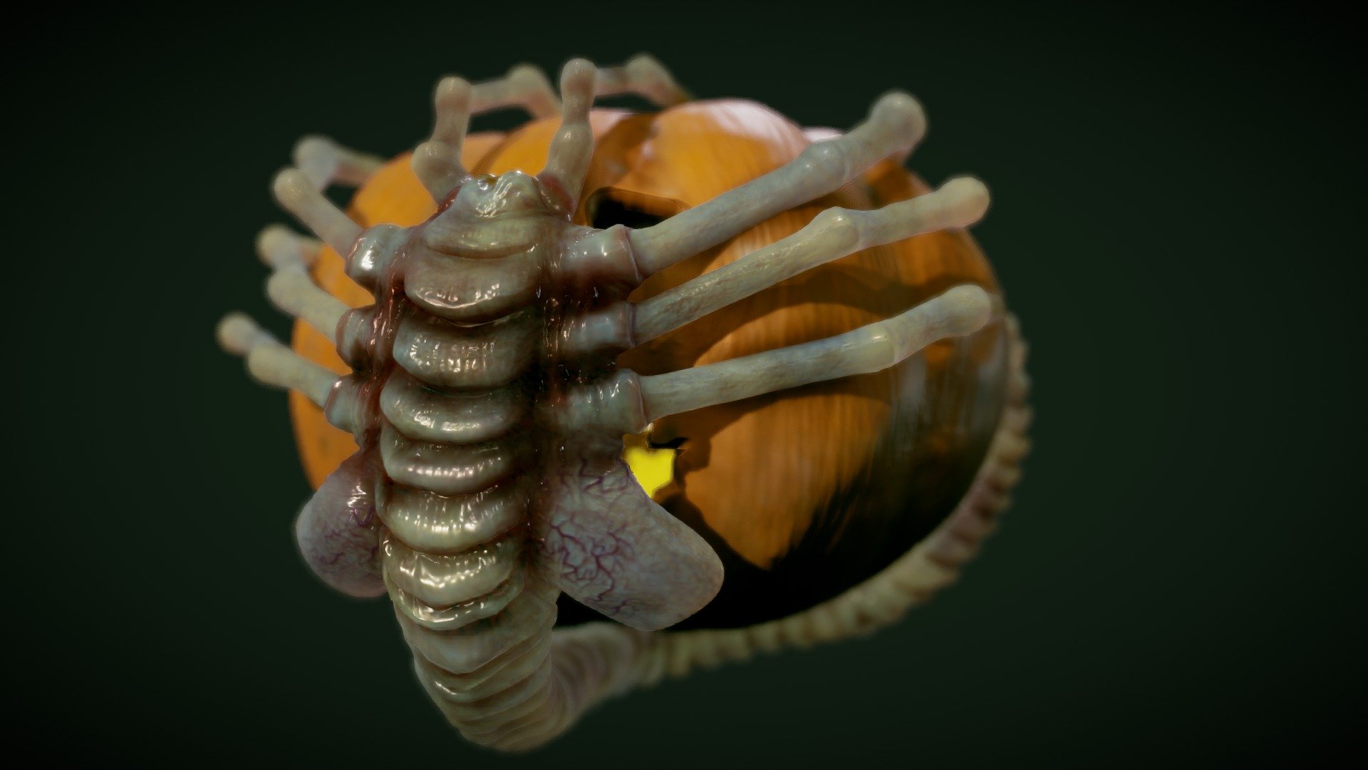 Facehugger pumpkin 3d model