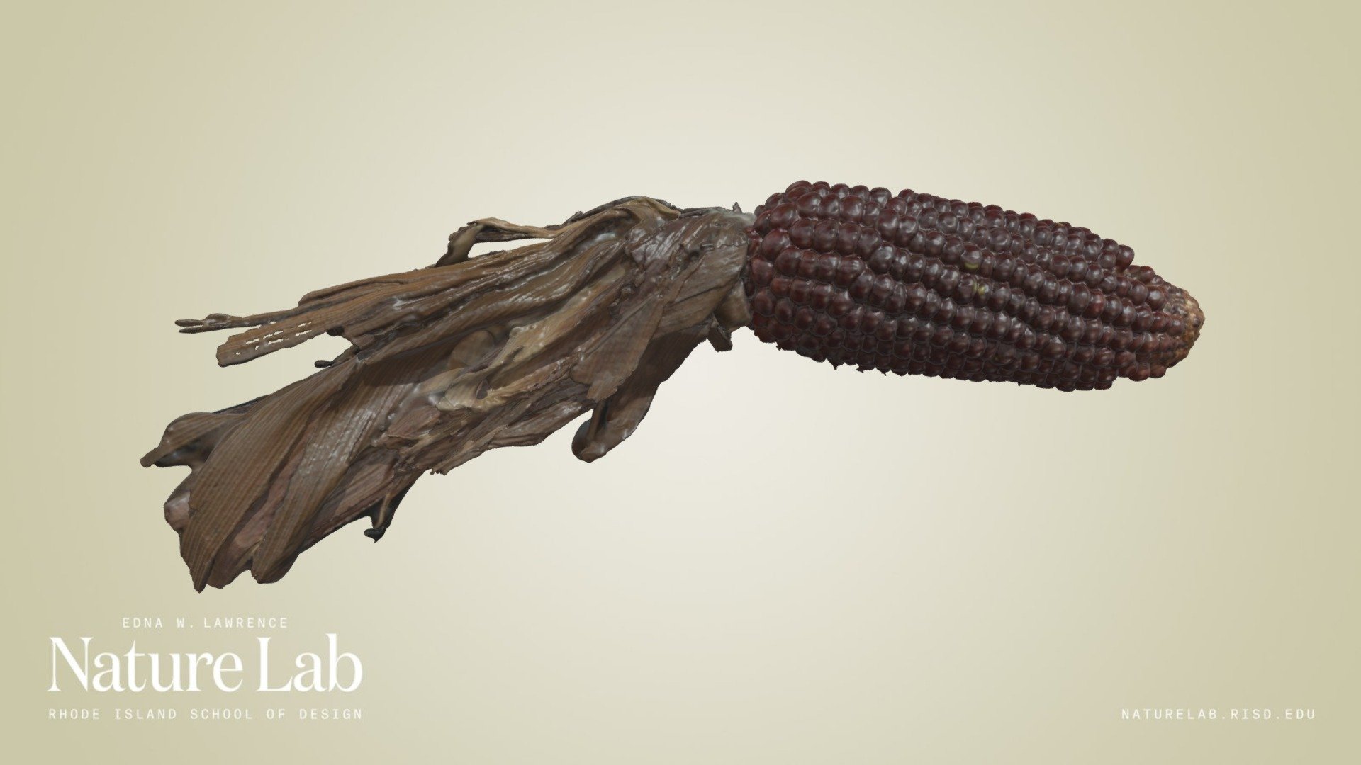 Tiny Ear Of Corn 3d model