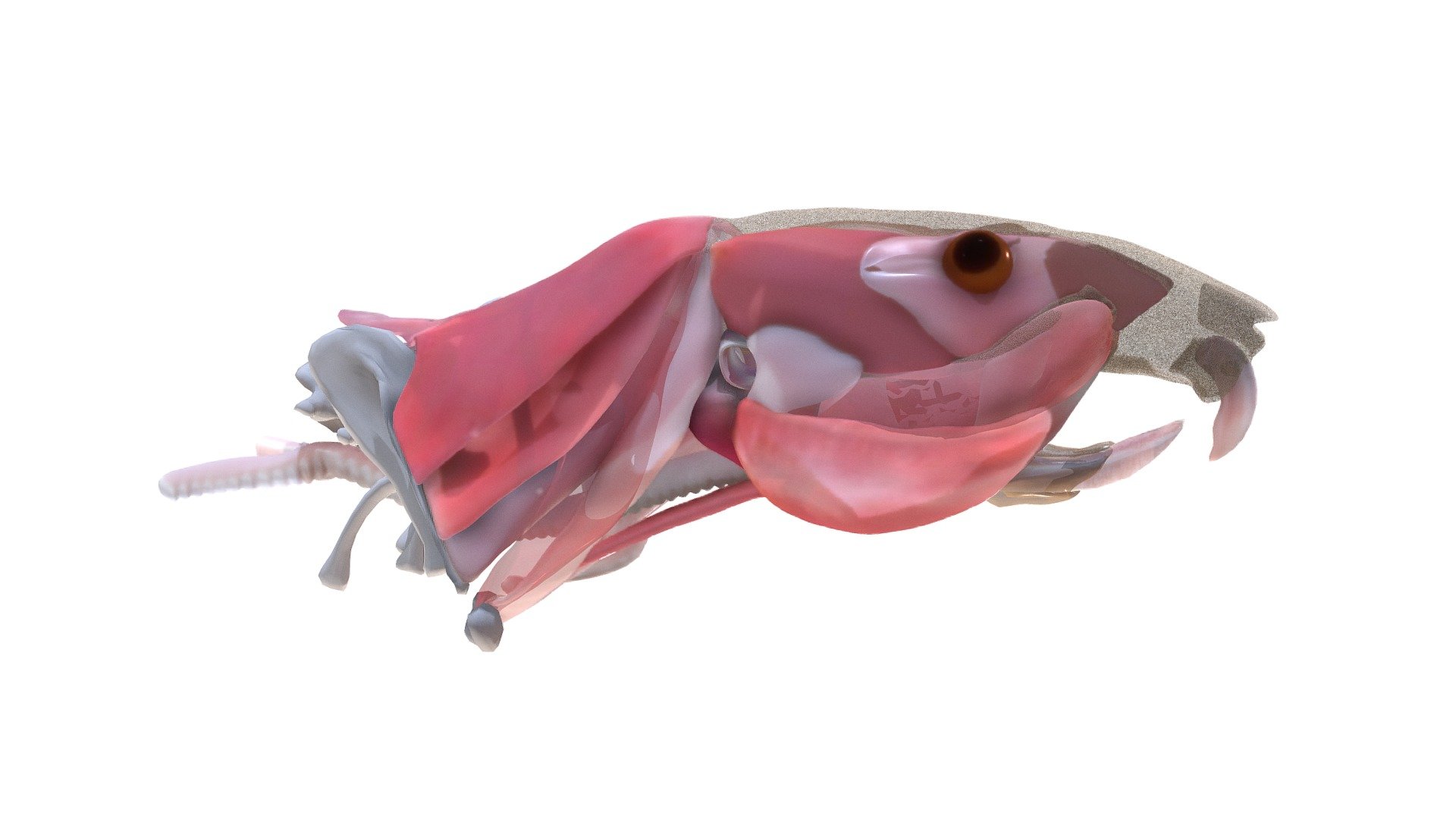 Head Neck region of the rat 3d model