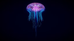 Jellyfish