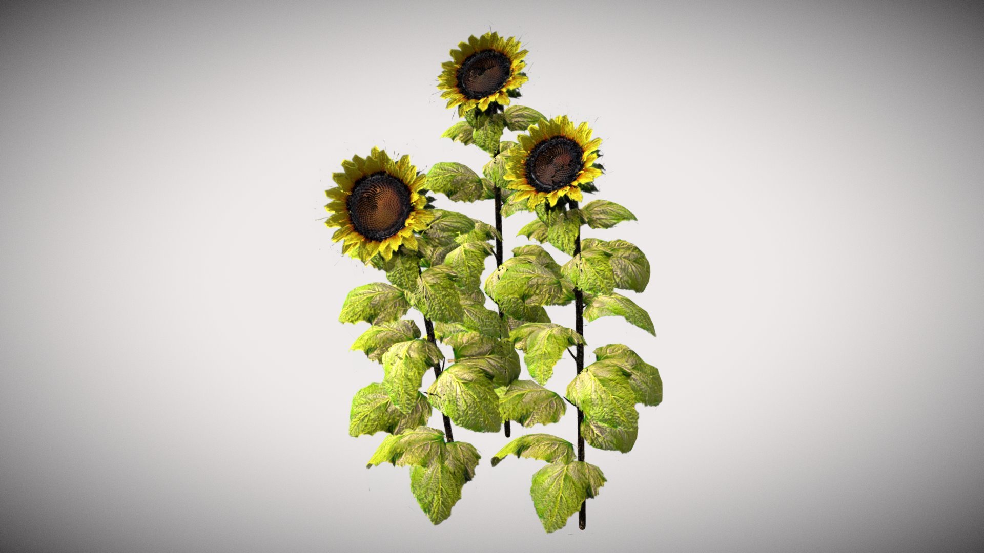 Sunflowers 3d model