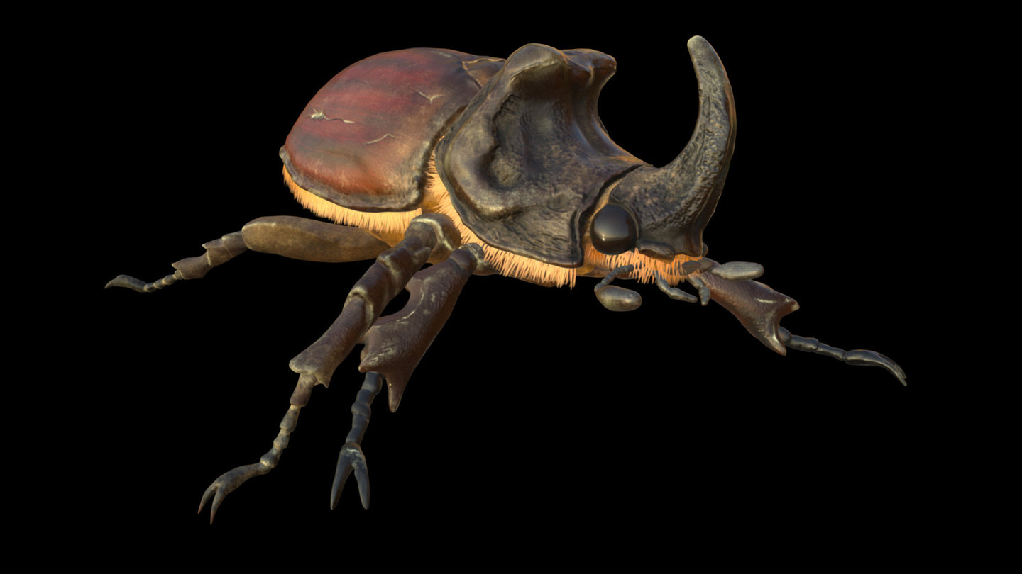 Oryctes nasicornis 3d model