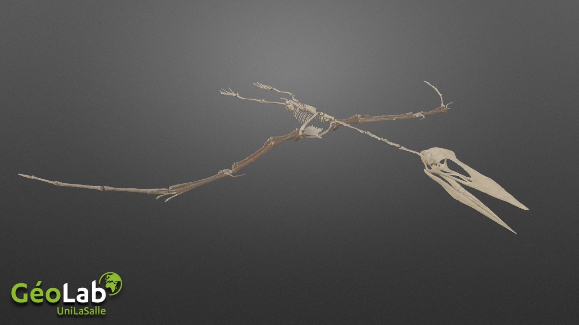 Pterosaure 3d model