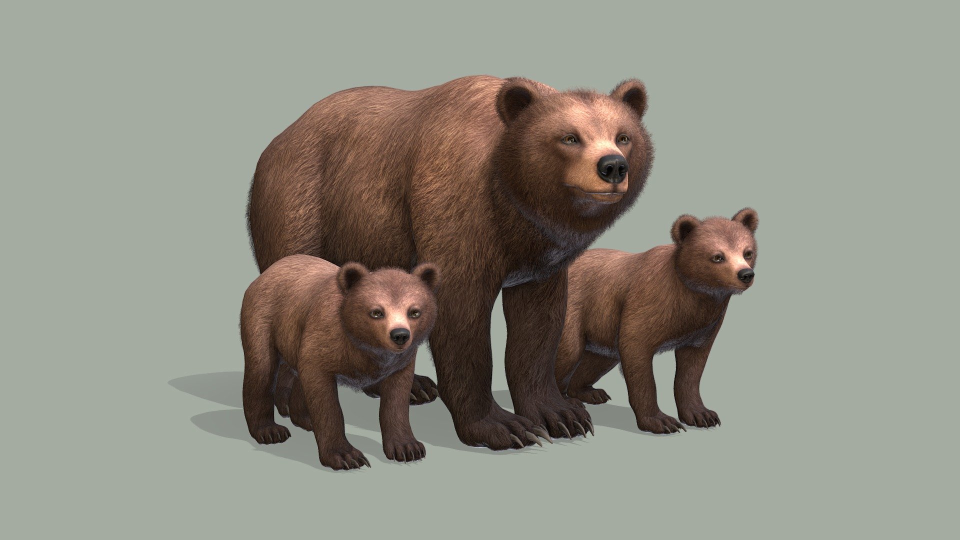 Bear 3d model