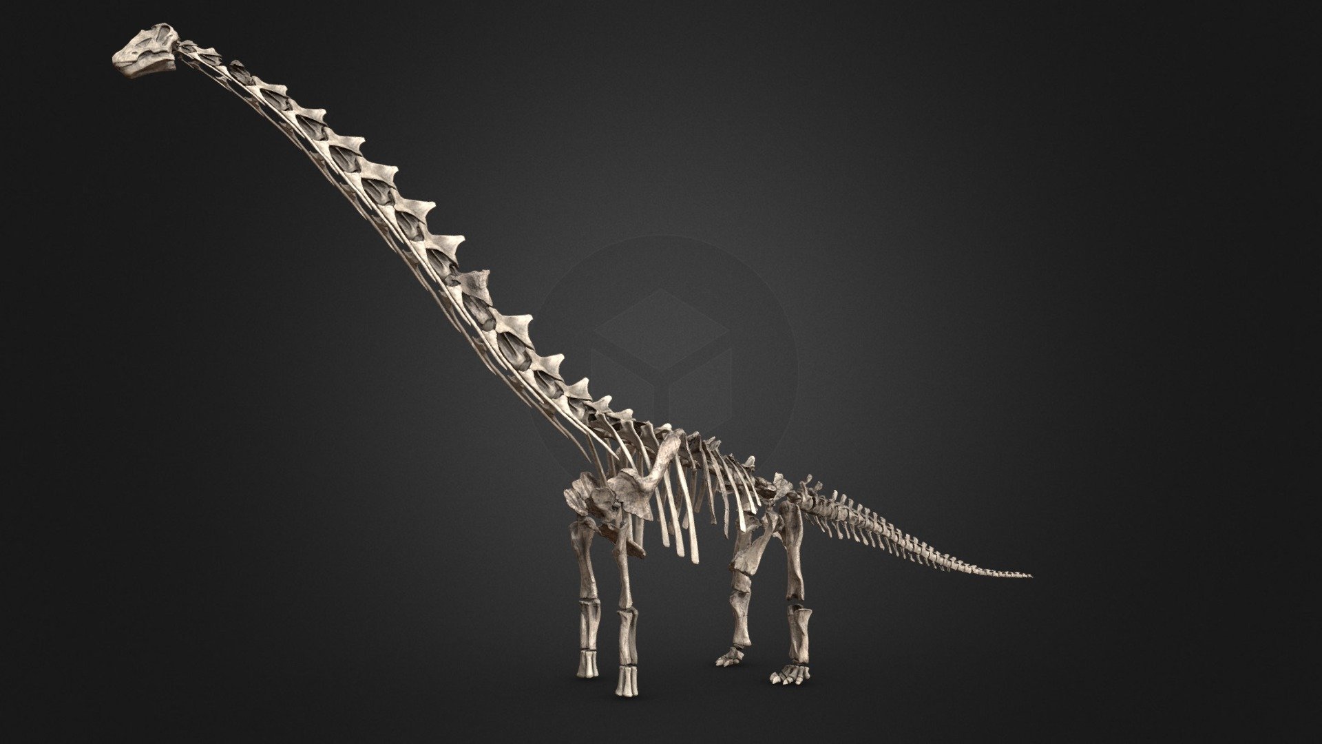 Dreadnoughtus skeleton 3d model