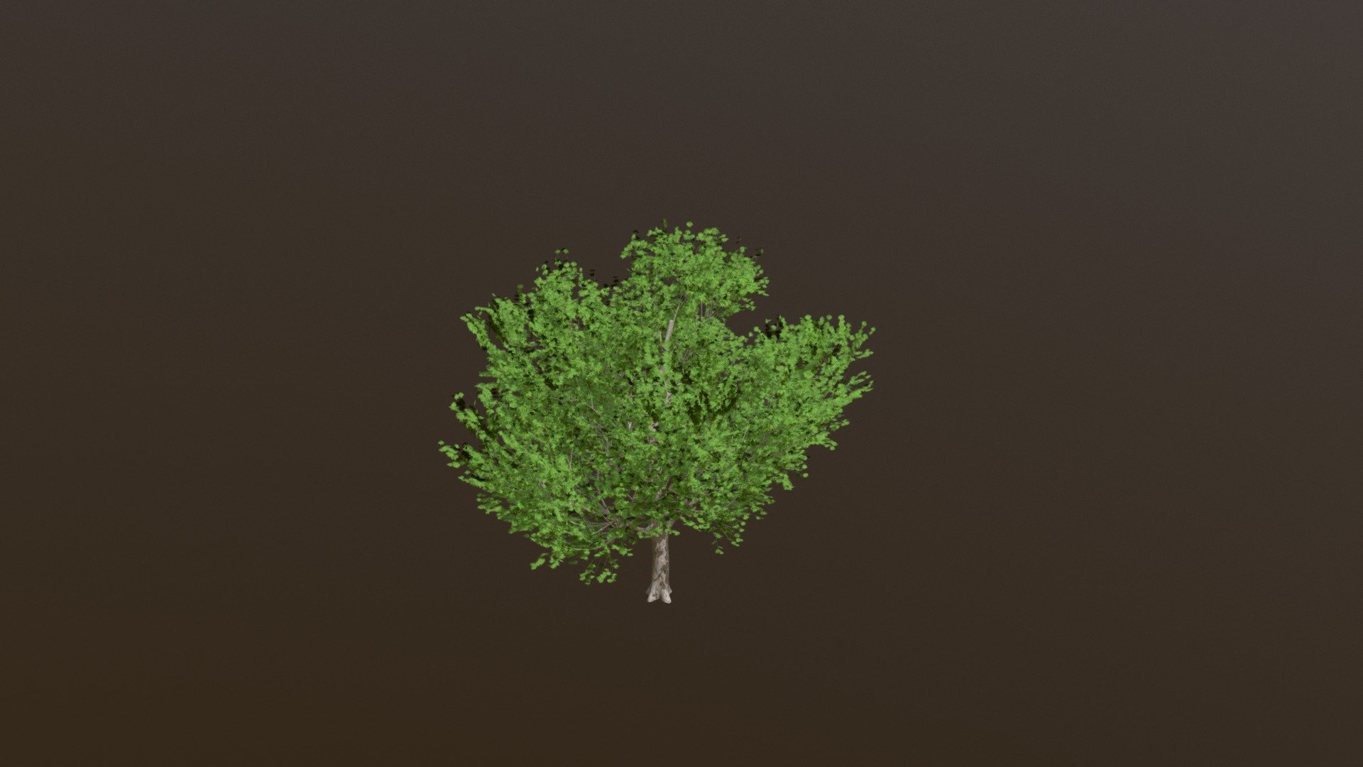 Maple Tree 3d model