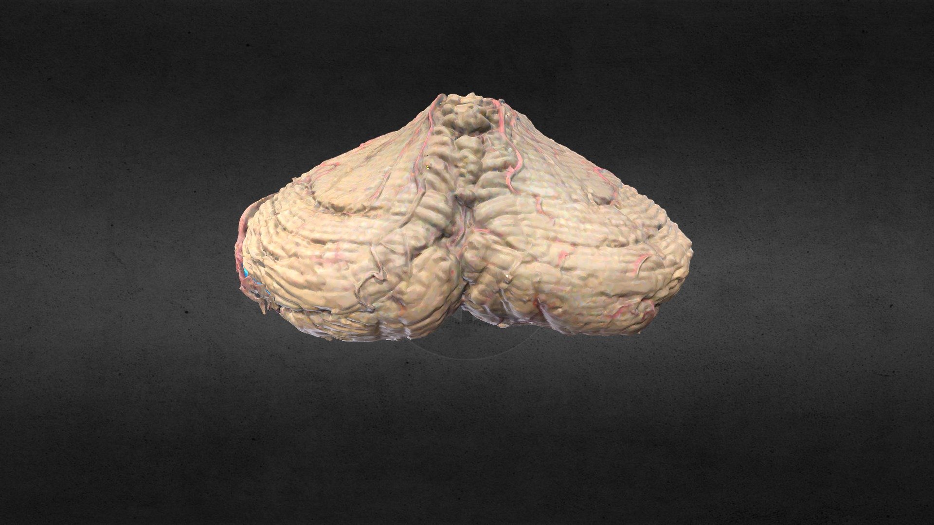 Cerebelo / Cerebellum 3d model