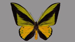 Ornithoptera goliath