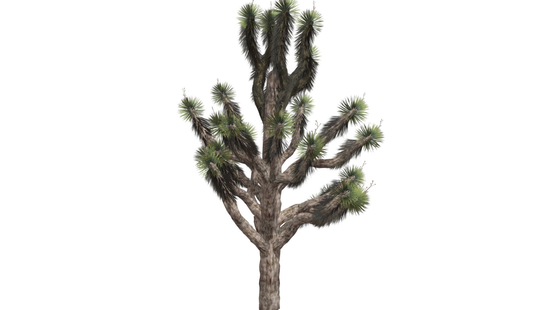 Joshua Tree #01 3d model